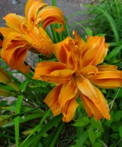 5 Double Orange Daylily Bulbs - Reblooming Hemerocallis Hardy Perennial - Image 6