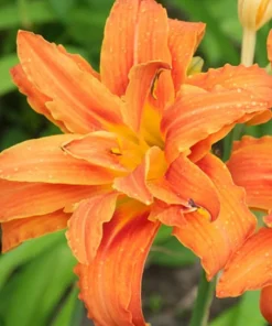 5 Double Orange Daylily Bulbs - Reblooming Hemerocallis Hardy Perennial - Image 7