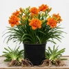 5 Double Orange Daylily Bulbs - Reblooming Hemerocallis Hardy Perennial - Image 1