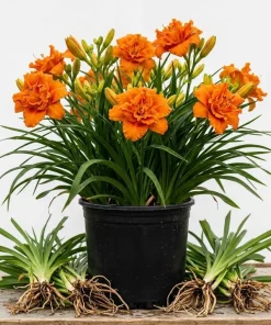 5 Double Orange Daylily Bulbs - Reblooming Hemerocallis Hardy Perennial - Image 1