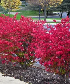5 Dwarf Burning Bush Live Plants - 6-12
