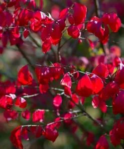 5 Dwarf Burning Bush Live Plants - 6-12