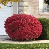 5 Dwarf Burning Bush Live Plants - 6-12" Tall Compact Red Shrubs Outdoor - Image 1