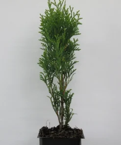 5 Emerald Green Arborvitae Live Plants – Evergreen Privacy Trees, 6-10" Tall in 3.5" Pots - Image 2