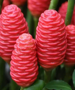 5 Fresh Shampoo Ginger Rhizomes - Awapuhi Zingiber Zerumbet Bulbs - Image 2