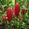5 Fresh Shampoo Ginger Rhizomes - Awapuhi Zingiber Zerumbet Bulbs - Image 1