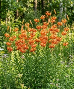 5 Fresh Tiger Lily Bulbs – Turk's Cap Lily Lilium – Bare Root Orange Lilies for Spring Planting - Image 4