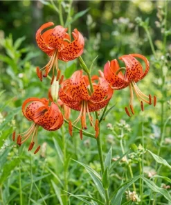 5 Fresh Tiger Lily Bulbs – Turk's Cap Lily Lilium – Bare Root Orange Lilies for Spring Planting - Image 5