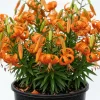 5 Fresh Tiger Lily Bulbs – Turk's Cap Lily Lilium – Bare Root Orange Lilies for Spring Planting - Image 1