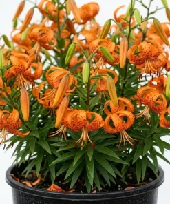 5 Fresh Tiger Lily Bulbs – Turk's Cap Lily Lilium – Bare Root Orange Lilies for Spring Planting - Image 1