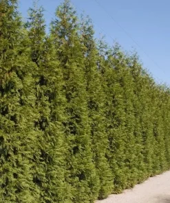 5 Green Giant Arborvitae Live Plants, 12-15" Tall, 2.5" Pots, Evergreen Privacy Trees, Outdoor - Image 2