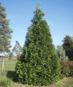 5 Green Giant Arborvitae Live Plants, 12-15" Tall, 2.5" Pots, Evergreen Privacy Trees, Outdoor - Image 1