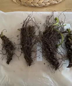 5 Hay Scented Fern Rhizomes - Live Bare Root Perennial Ferns, 3-6" Long, Outdoor Shade - Image 2