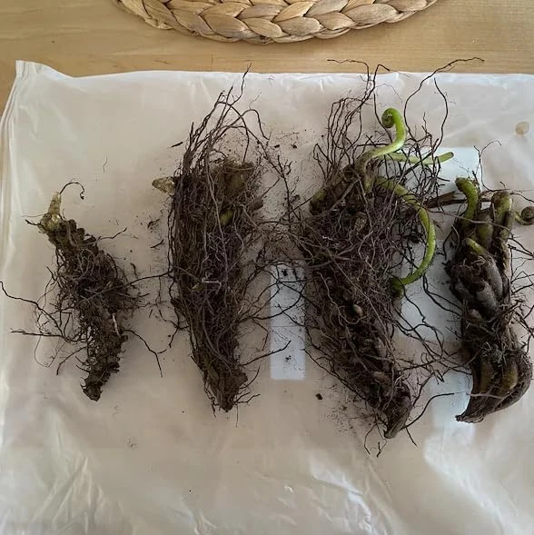 5 Hay Scented Fern Rhizomes - Live Bare Root Perennial Ferns, 3-6" Long, Outdoor Shade - Image 2