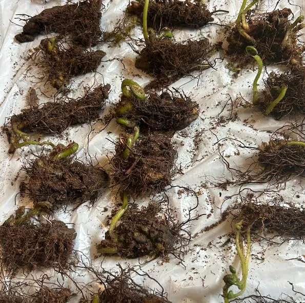 5 Hay Scented Fern Rhizomes - Live Bare Root Perennial Ferns, 3-6" Long, Outdoor Shade - Image 3