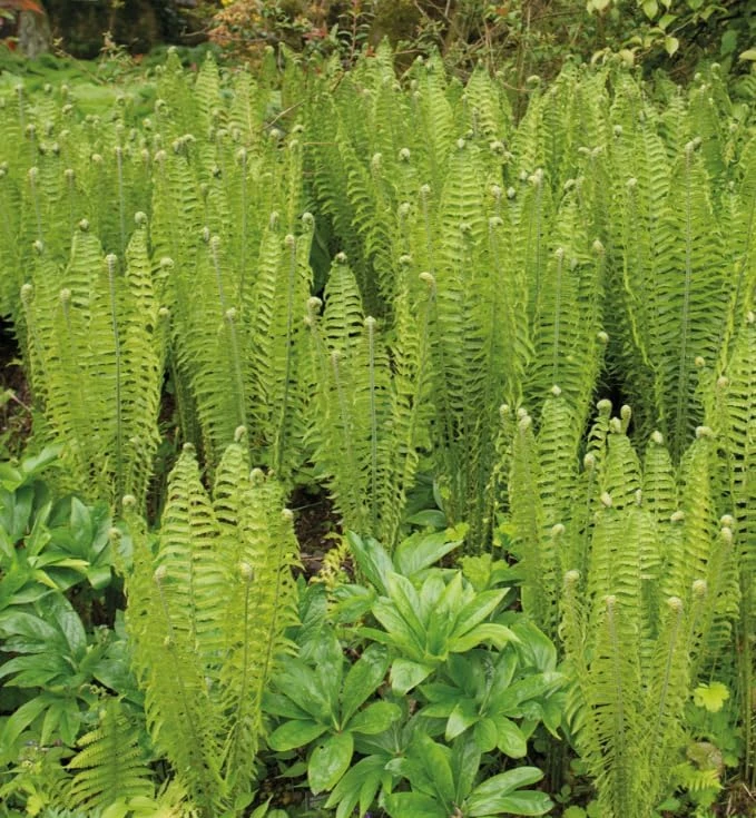 5 Hay Scented Fern Rhizomes - Live Bare Root Perennial Ferns, 3-6" Long, Outdoor Shade - Image 5