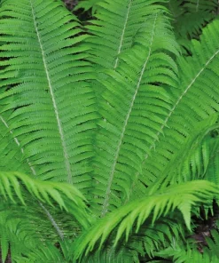 5 Hay Scented Fern Rhizomes - Live Bare Root Perennial Ferns, 3-6