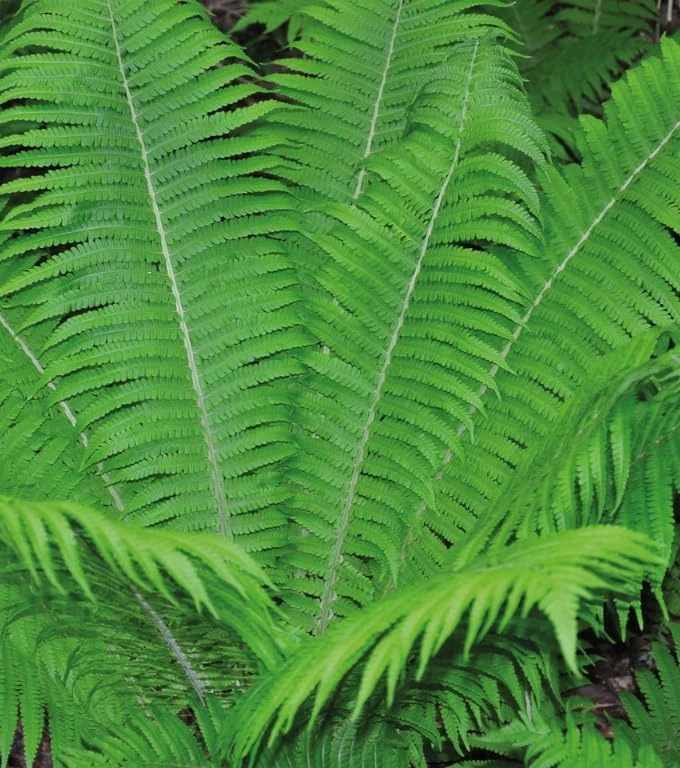 5 Hay Scented Fern Rhizomes - Live Bare Root Perennial Ferns, 3-6" Long, Outdoor Shade - Image 6
