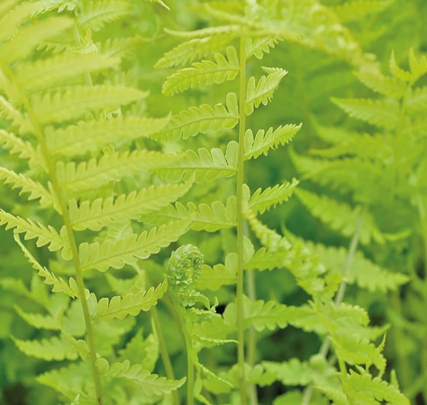 5 Hay Scented Fern Rhizomes - Live Bare Root Perennial Ferns, 3-6" Long, Outdoor Shade - Image 7
