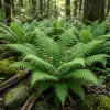 5 Hay Scented Fern Rhizomes - Live Bare Root Perennial Ferns, 3-6" Long, Outdoor Shade - Image 1
