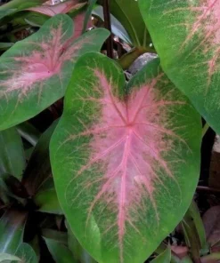 5 Kathleen Caladium Bulbs - Shade Loving Perennial - Heart Shaped Leaves - Image 2