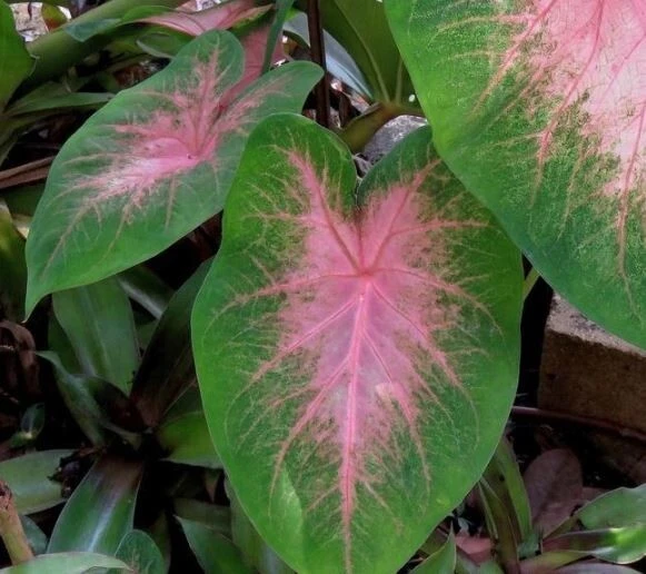 5 Kathleen Caladium Bulbs - Shade Loving Perennial - Heart Shaped Leaves - Image 2