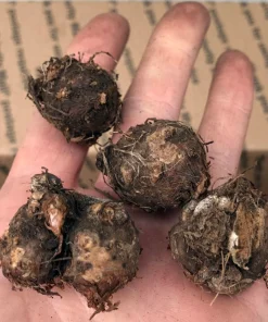 5 Kathleen Caladium Bulbs - Shade Loving Perennial - Heart Shaped Leaves - Image 3