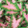 5 Kathleen Caladium Bulbs - Shade Loving Perennial - Heart Shaped Leaves - Image 1