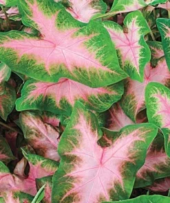 5 Kathleen Caladium Bulbs - Shade Loving Perennial - Heart Shaped Leaves - Image 1