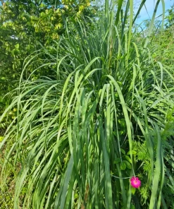 5 Lemongrass Live Plugs – Cymbopogon citratus Herb Plants, Culinary, Easy Grow - Image 2