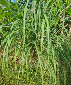 5 Lemongrass Live Plugs – Cymbopogon citratus Herb Plants, Culinary, Easy Grow - Image 3