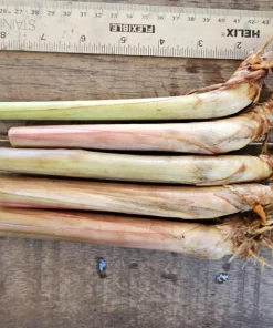 5 Lemongrass Live Plugs – Cymbopogon citratus Herb Plants, Culinary, Easy Grow - Image 4