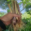 5 Lemongrass Live Plugs – Cymbopogon citratus Herb Plants, Culinary, Easy Grow - Image 1