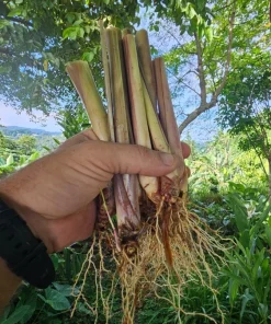 5 Lemongrass Live Plugs – Cymbopogon citratus Herb Plants, Culinary, Easy Grow - Image 1
