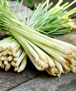 5 Live Lemongrass Plants, 4-6 Inch Tall, Well-Rooted Herb Starters - Image 4