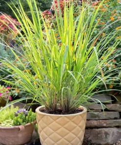 5 Live Lemongrass Plants, 4-6 Inch Tall, Well-Rooted Herb Starters - Image 5