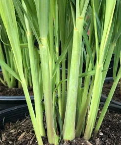 5 Live Lemongrass Plants, 4-6 Inch Tall, Well-Rooted Herb Starters - Image 6