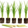 5 Live Lemongrass Plants, 4-6 Inch Tall, Well-Rooted Herb Starters - Image 1