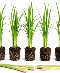 5 Live Lemongrass Plants, 4-6 Inch Tall, Well-Rooted Herb Starters - Image 1