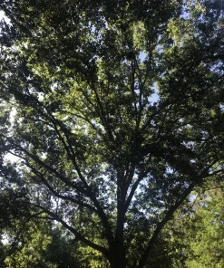 5 Live Oak Tree Seedlings - Bare Root Quercus Saplings 6-12 Inch Outdoor - Image 4