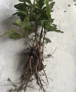 5 Live Oak Tree Seedlings - Bare Root Quercus Saplings 6-12 Inch Outdoor - Image 5
