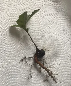 5 Live Oak Tree Seedlings - Bare Root Quercus Saplings 6-12 Inch Outdoor - Image 6