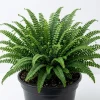 5 Maidenhair Spleenwort Fern Rhizomes Live Plants – 3-6" Bare Roots, Perennial Outdoor - Image 1