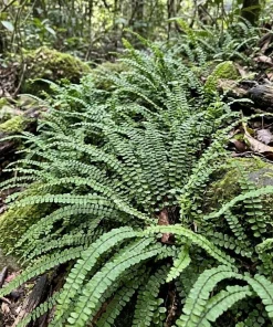 5 Maidenhair Spleenwort Fern Rhizomes Live Plants – 3-6