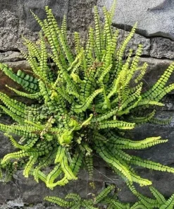 5 Maidenhair Spleenwort Fern Rhizomes Live Plants – 3-6