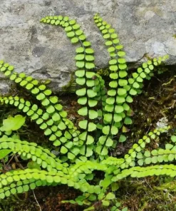 5 Maidenhair Spleenwort Fern Rhizomes Live Plants – 3-6
