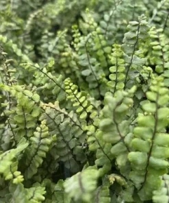 5 Maidenhair Spleenwort Fern Rhizomes Live Plants – 3-6