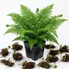 5 Ostrich Fern Rhizomes - Live Bare Root Perennial Ferns, 3-6" Long, Outdoor Shade - Image 1