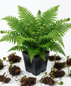 5 Ostrich Fern Rhizomes - Live Bare Root Perennial Ferns, 3-6" Long, Outdoor Shade - Image 1