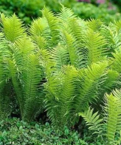5 Ostrich Fern Rhizomes - Matteuccia Struthiopteris Roots - Outdoor Fern - Image 6